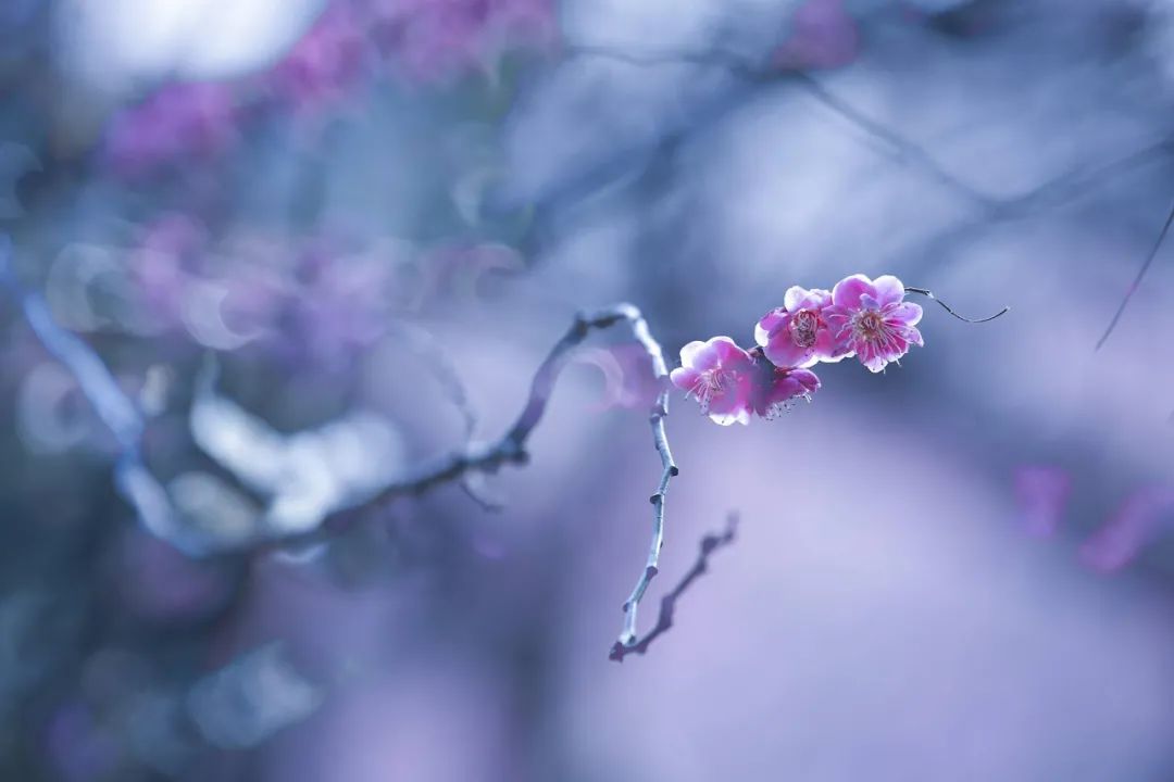 有关梅花的诗句古诗大全（最经典的梅花诗）