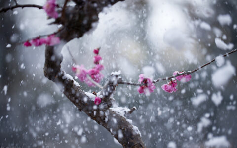 咏梅的诗句有哪些（最经典的梅花诗分享）