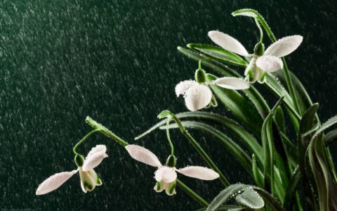 雨景描写片段唯美（关于雨后的唯美句子简短）