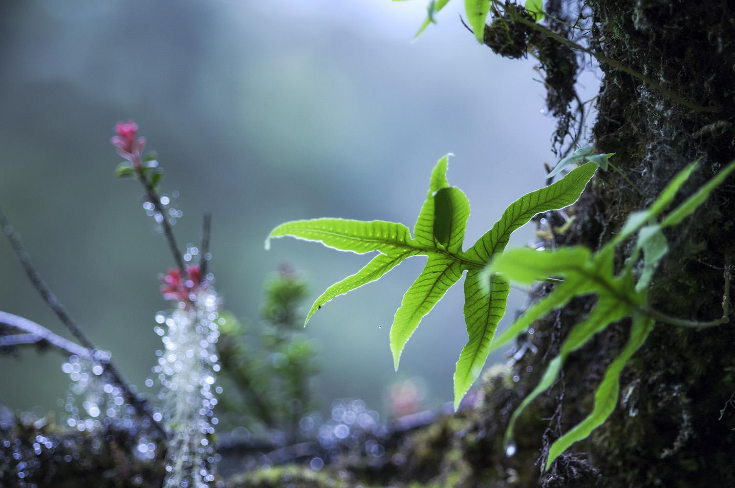 天街小雨润如酥出自哪里（ 天街小雨润如酥全诗欣赏）