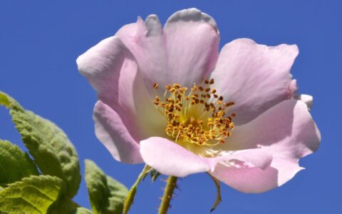 乐观的个性签名短句（女生阳光励志个性签名分享）