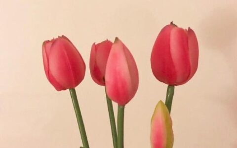 关于母亲节的祝福语有哪些（送给母亲的祝福语大全）