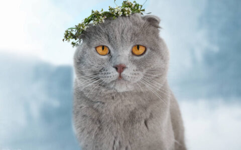 关于高考的句子的语段（给高三学生的暖心话）