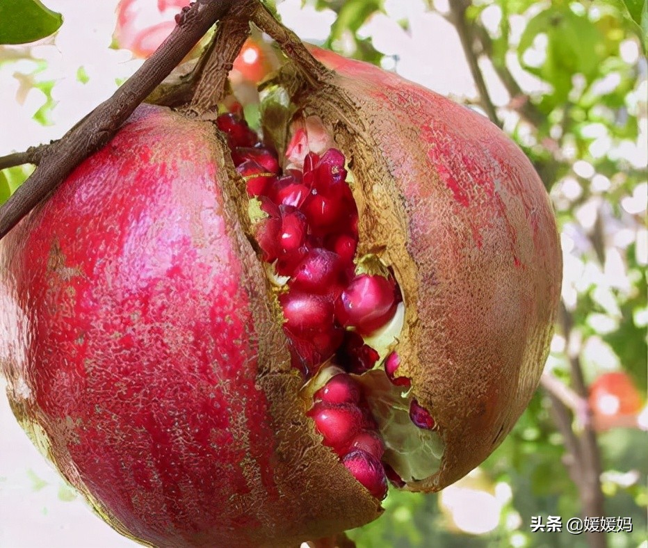 描写喷泉的句子和段落（一句简短的喷泉句子）