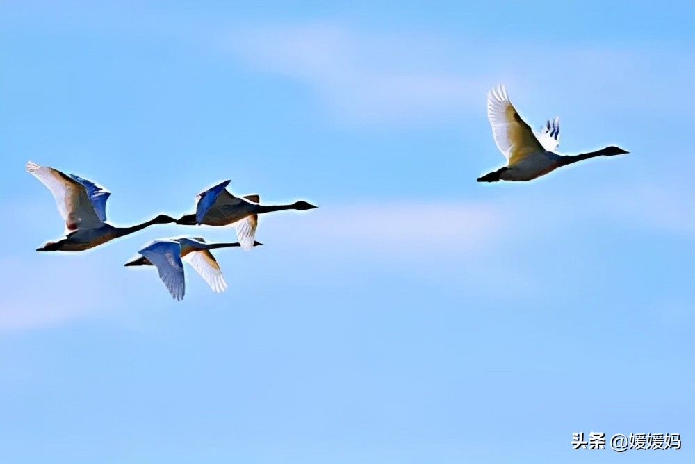 描写喷泉的句子和段落（一句简短的喷泉句子）