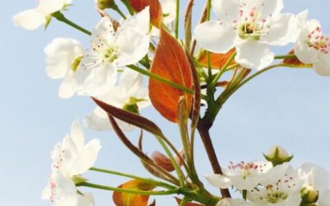 含有梨花的诗句有哪些（赞美梨花的古诗词欣赏）