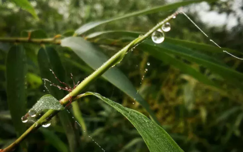 关于金秋十月的诗歌（描写十月的经典诗句）