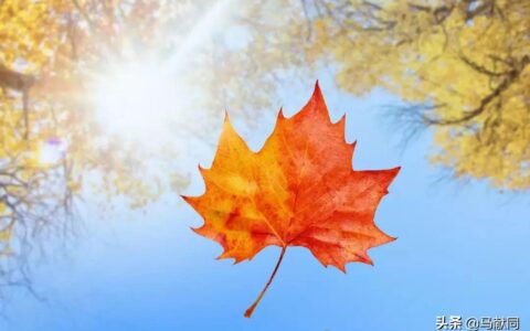 世界上最感人的句子是什么（治愈系温柔短句）