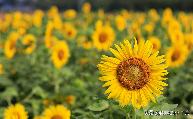 向日葵花语经典超短句（向日葵的浪漫情话）