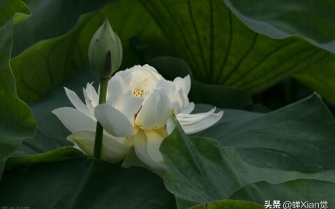 终南山的作者是谁（王维终南山赏析）