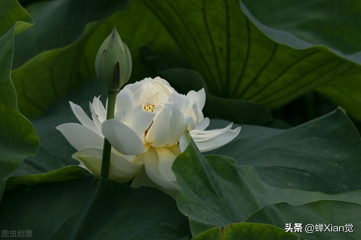 终南山的作者是谁（王维终南山赏析）