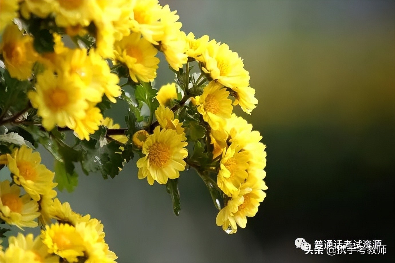 关于菊花的诗句有哪些（赞美菊花的诗词欣赏）