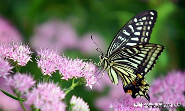 柳永蝶恋花赏析（柳永蝶恋花翻译注释）