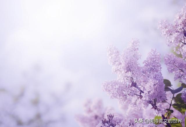 柳永蝶恋花赏析（柳永蝶恋花翻译注释）