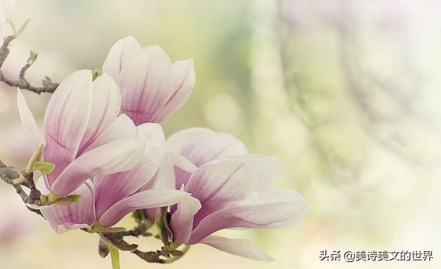 柳永蝶恋花赏析（柳永蝶恋花翻译注释）