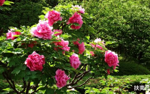 牡丹花开放的语句有哪些（牡丹花的诗句优美句子）