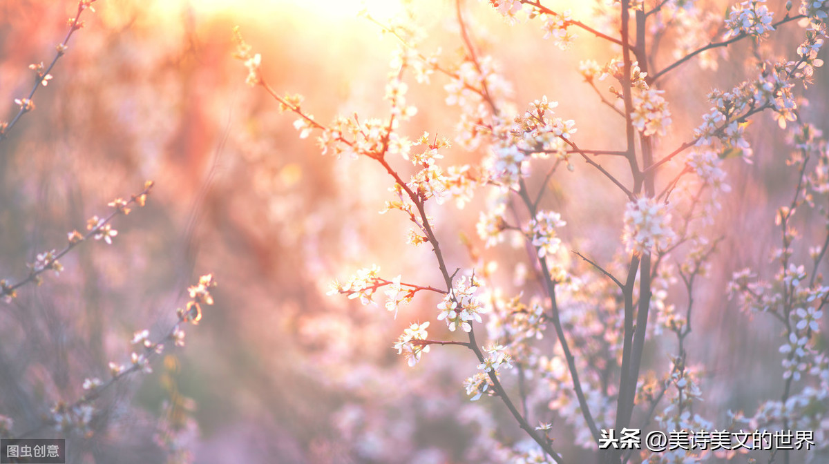 一棵开花的树席慕容赏析（席慕容最著名的一首诗）