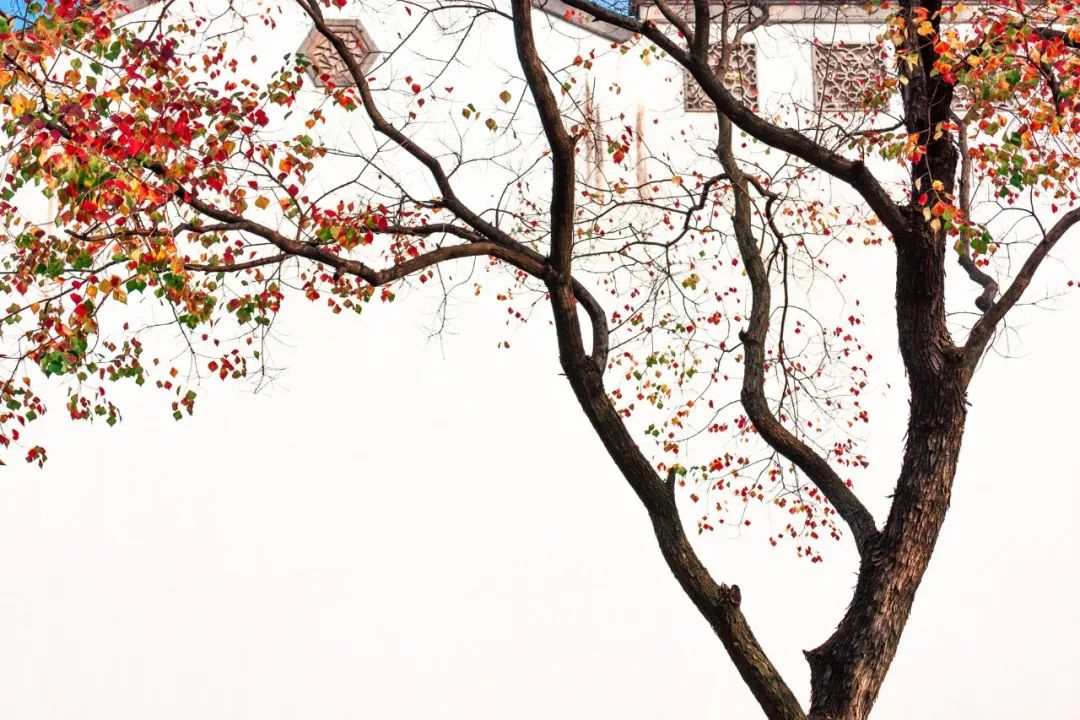 重阳节名句摘抄（关于重阳节的优美句子）