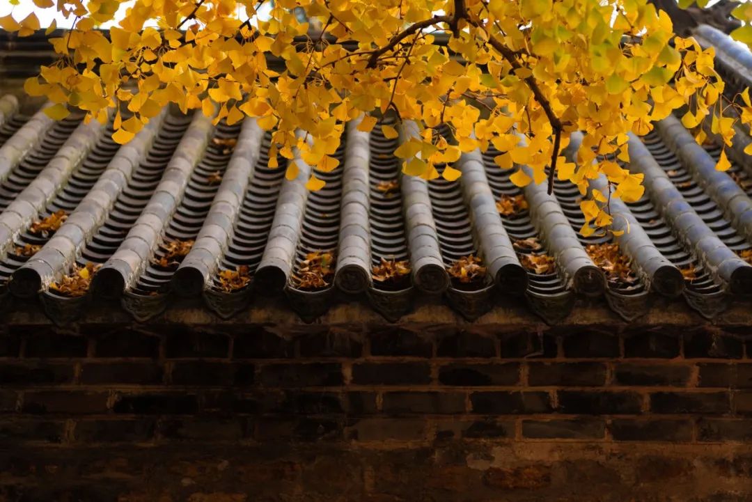 重阳节名句摘抄（关于重阳节的优美句子）