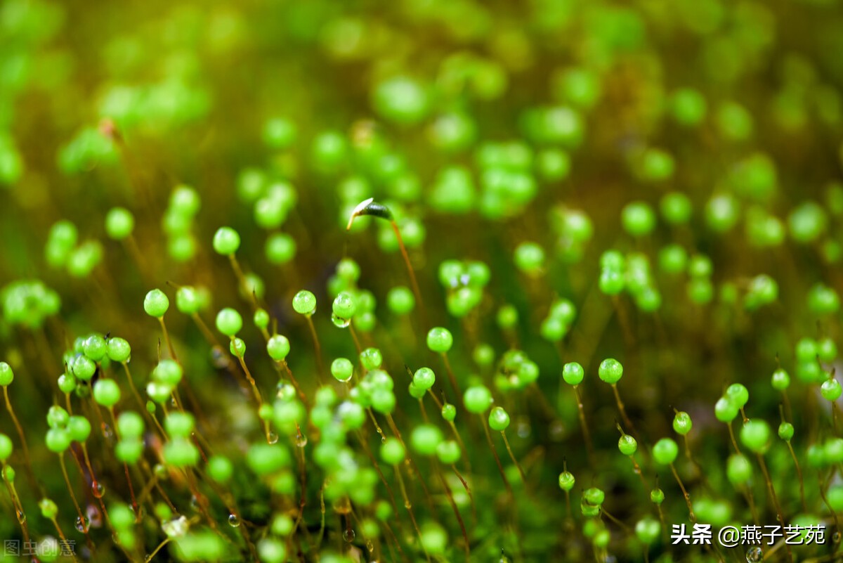 立春的诗句古诗大全（描写立春的唯美句子）