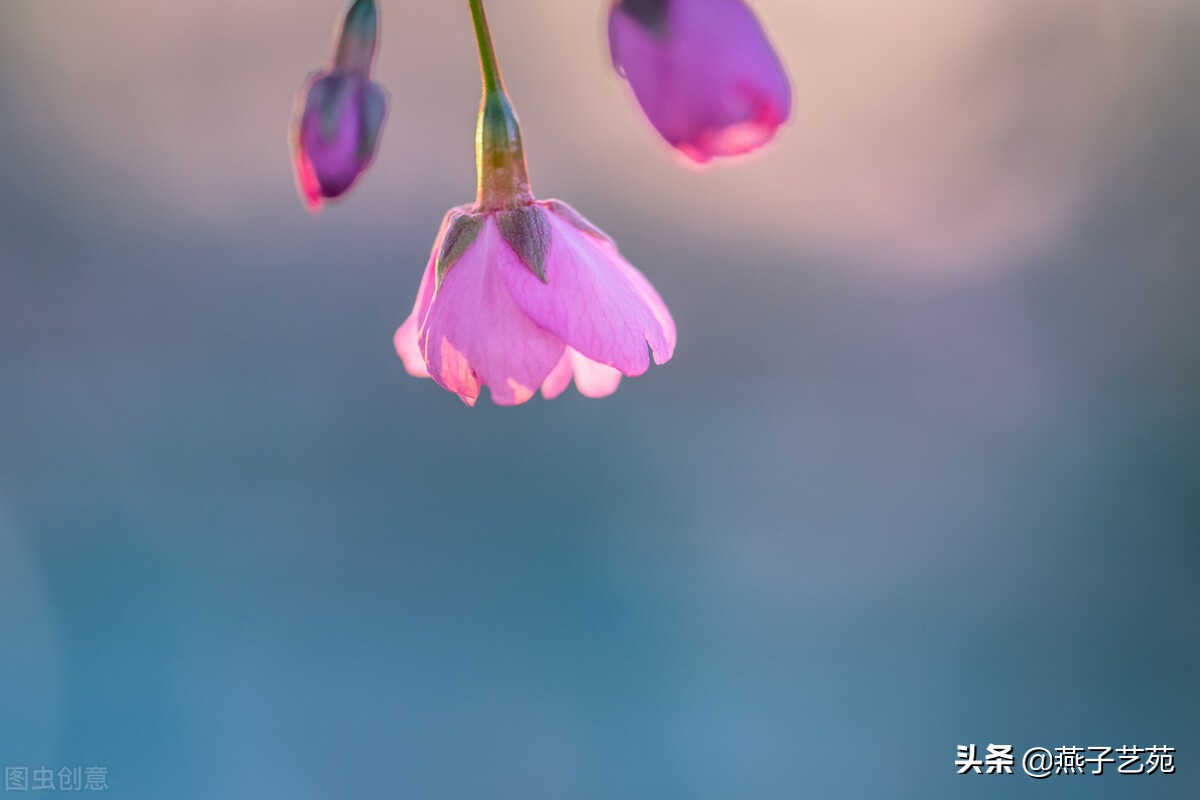 立春的诗句古诗大全（描写立春的唯美句子）
