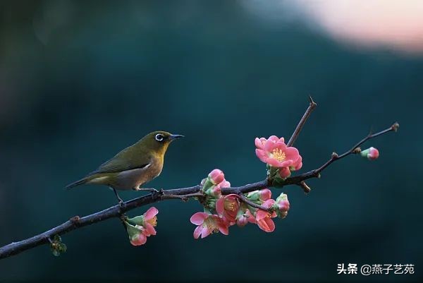 立春的诗句古诗大全（描写立春的唯美句子）