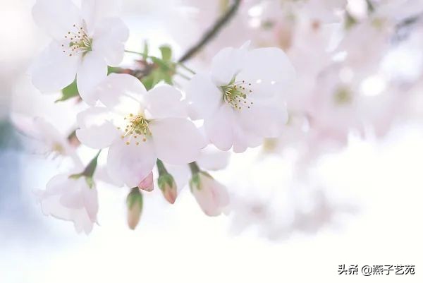 立春的诗句古诗大全（描写立春的唯美句子）