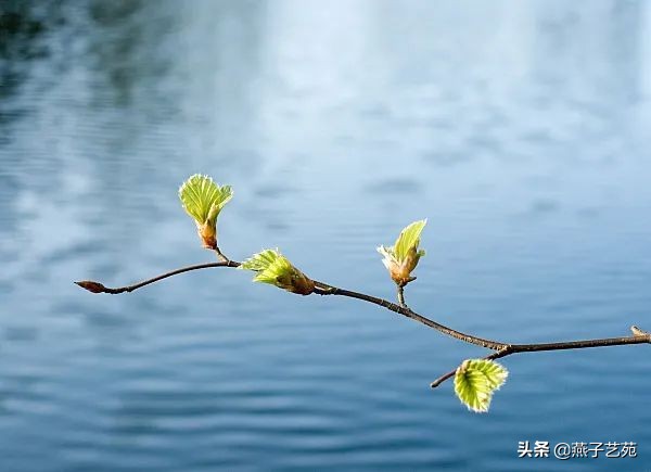 立春的诗句古诗大全（描写立春的唯美句子）