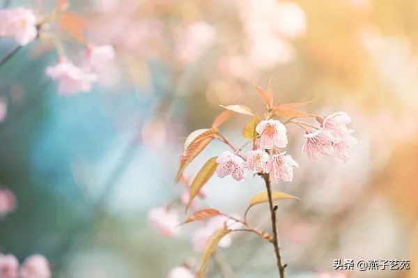立春的诗句古诗大全（描写立春的唯美句子）