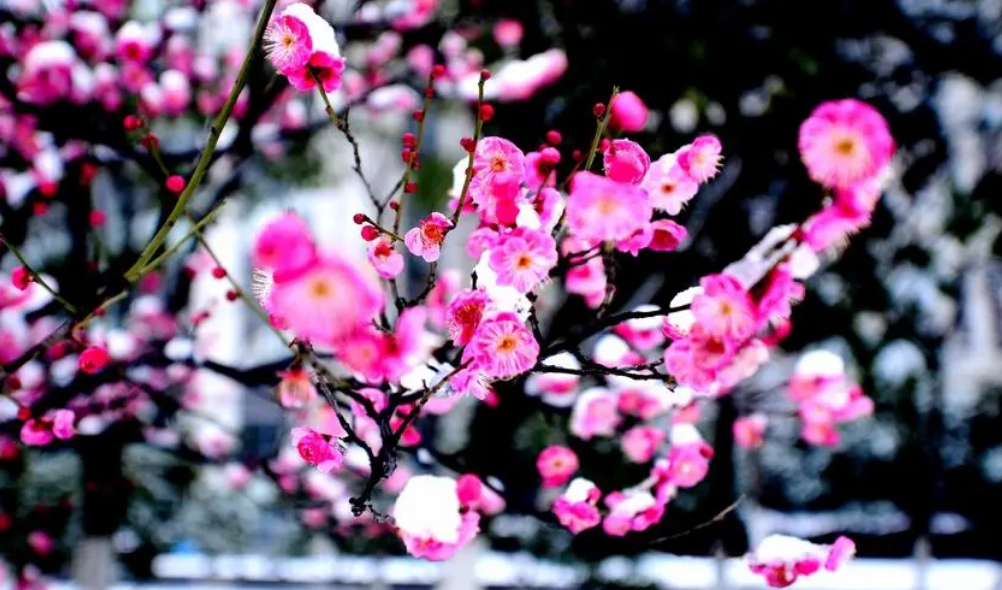 关于梅花的古诗全首及赏析（写两句关于梅花的古诗词）