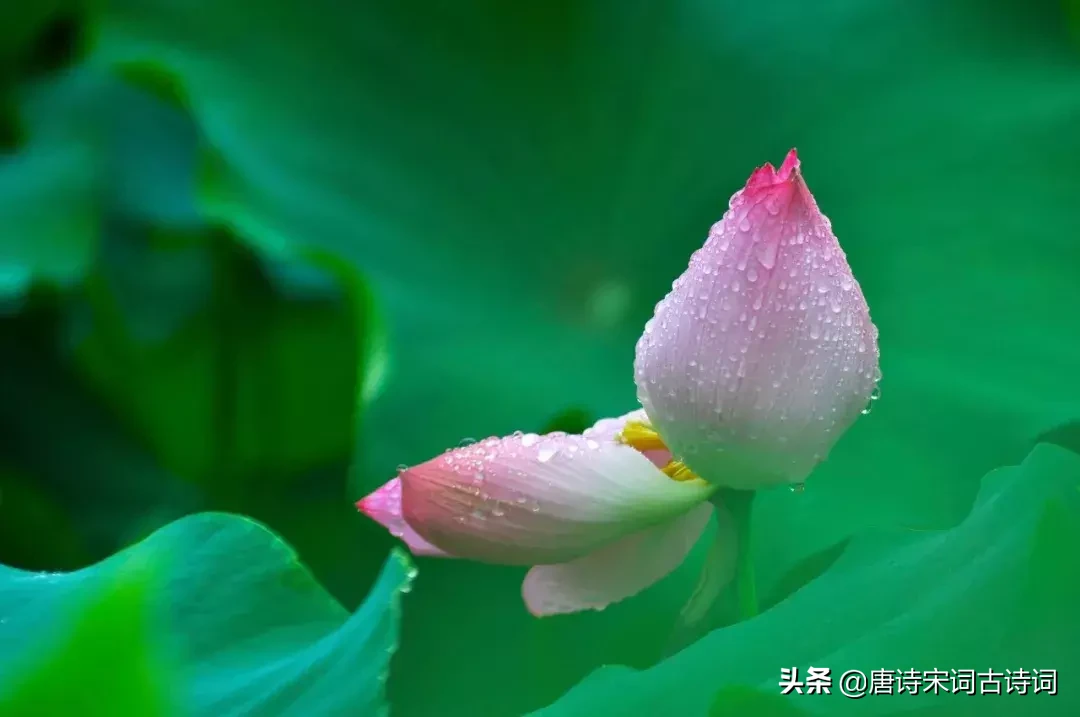 夏至的诗句古诗大全（关于夏天的古诗词名句）