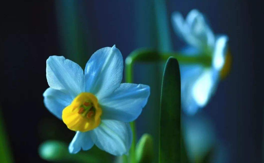 关于水仙花的诗歌有哪些（赞美水仙的最有名的诗）