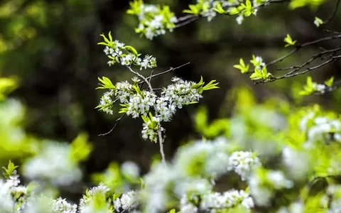 卜算子送鲍浩然之浙东意思翻译（送鲍浩然之浙东的赏析）