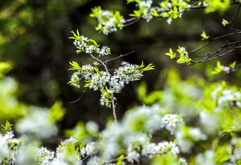 卜算子送鲍浩然之浙东意思翻译（送鲍浩然之浙东的赏析）