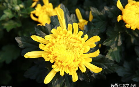 菊花元稹古诗赏析（菊花元稹翻译及注释）