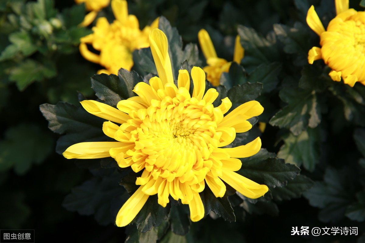 菊花元稹古诗赏析（菊花元稹翻译及注释）