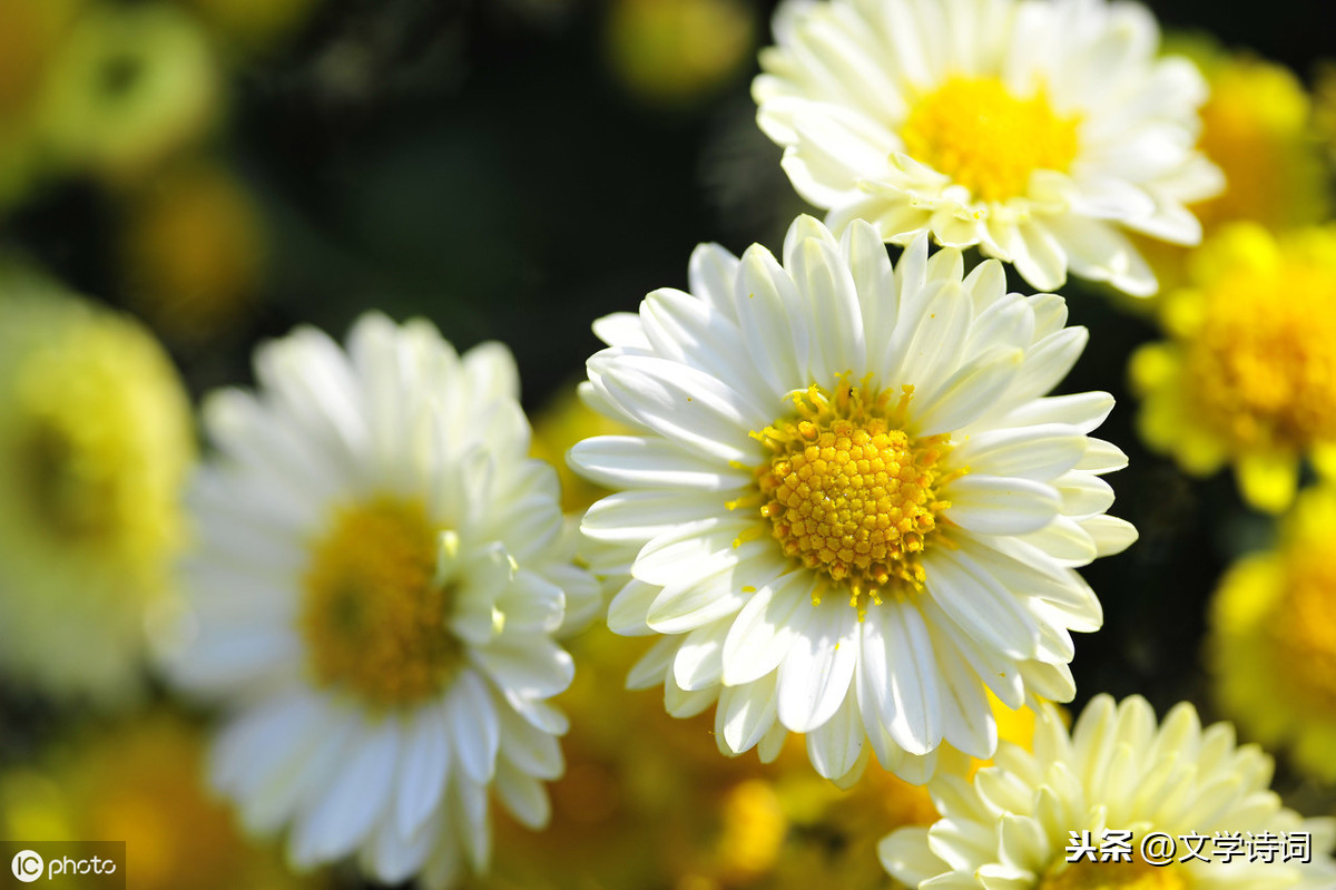 菊花元稹古诗赏析（菊花元稹翻译及注释）