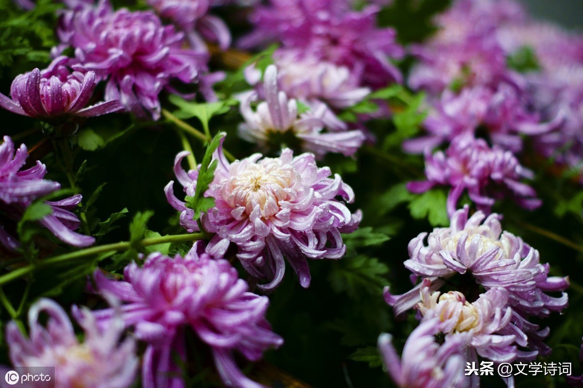 菊花元稹古诗赏析（菊花元稹翻译及注释）