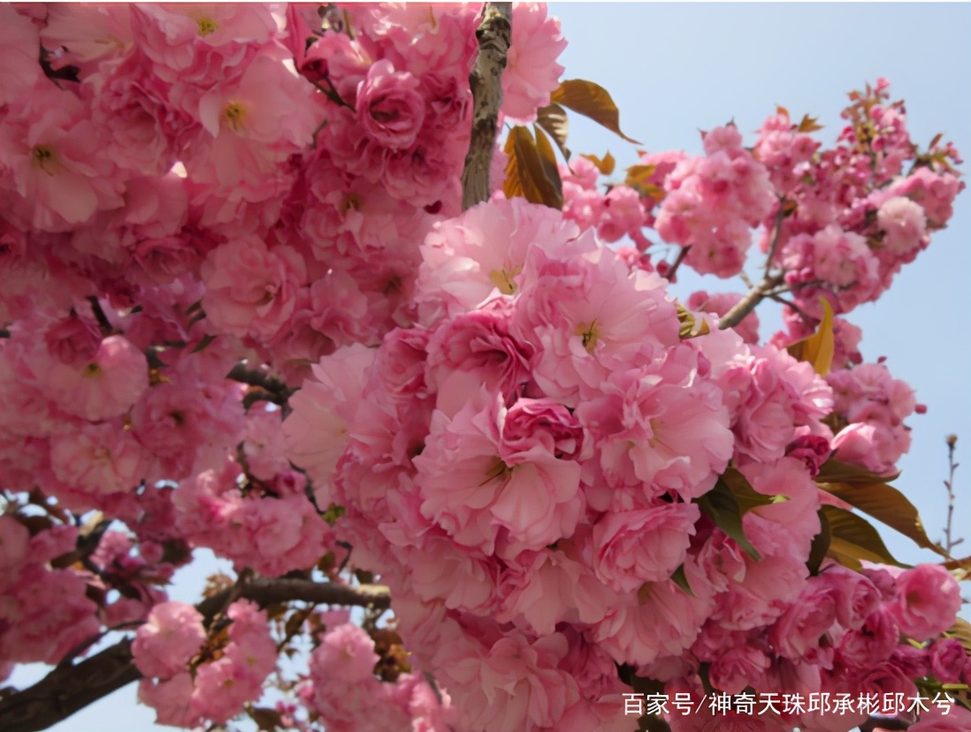 生机盎然是什么意思（生机盎然的意思解释）