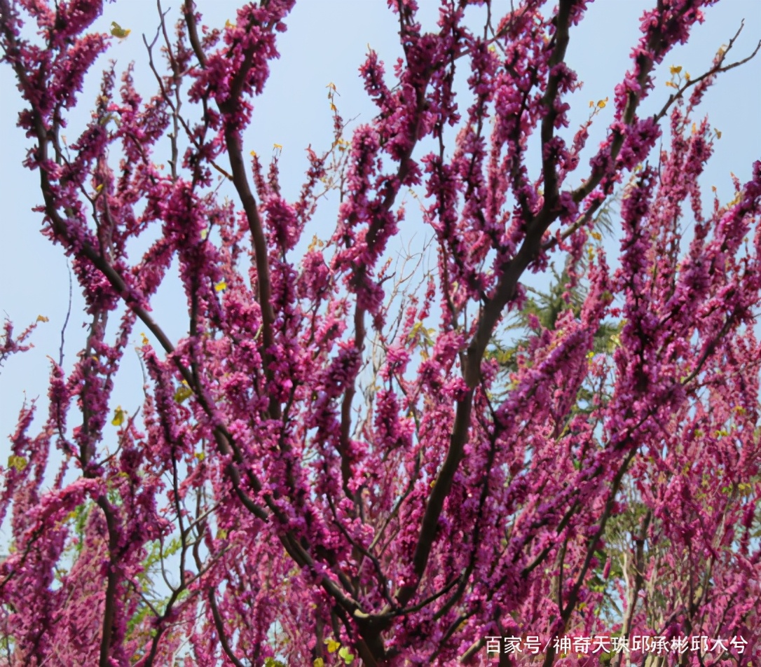 生机盎然是什么意思（生机盎然的意思解释）