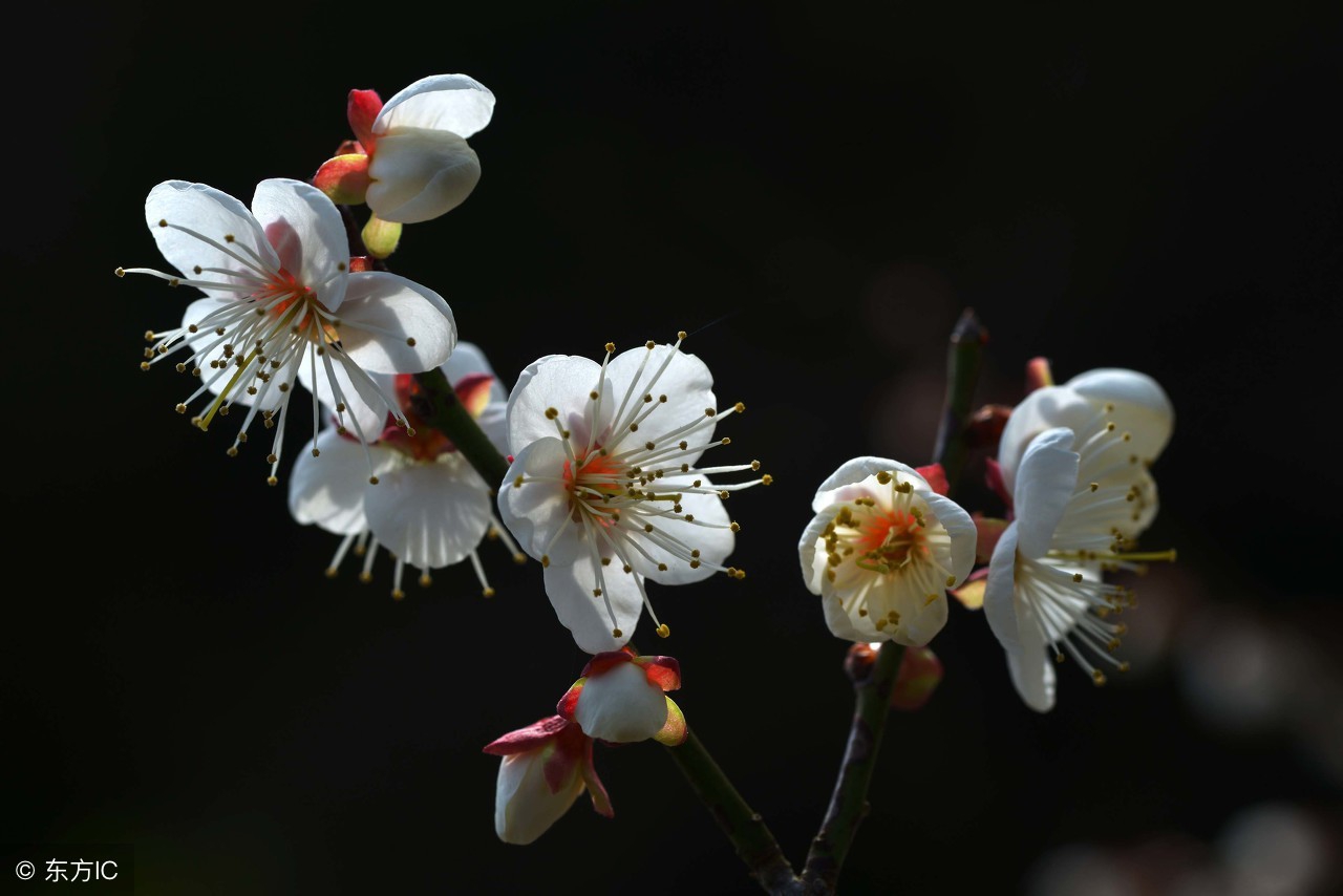 适合做id的绝美古诗词（很小众却很惊艳的诗）
