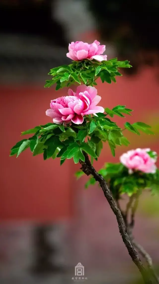 春日诗歌赏析（春天的诗词名句）