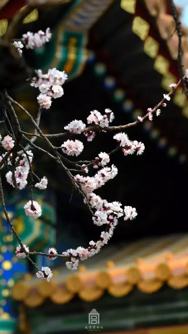 春日诗歌赏析（春天的诗词名句）