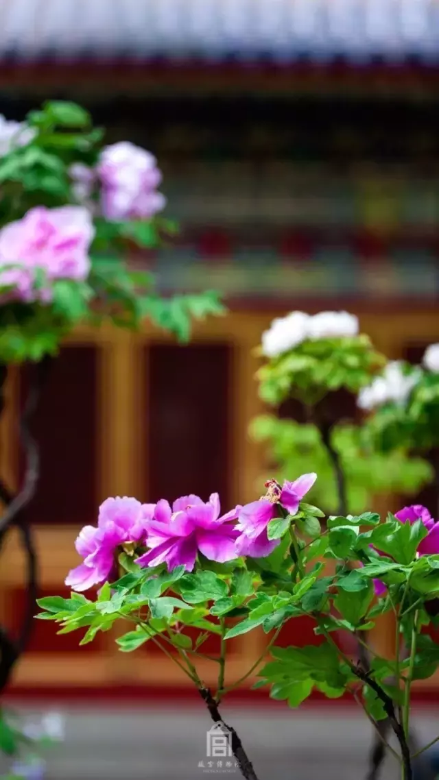 春日诗歌赏析（春天的诗词名句）