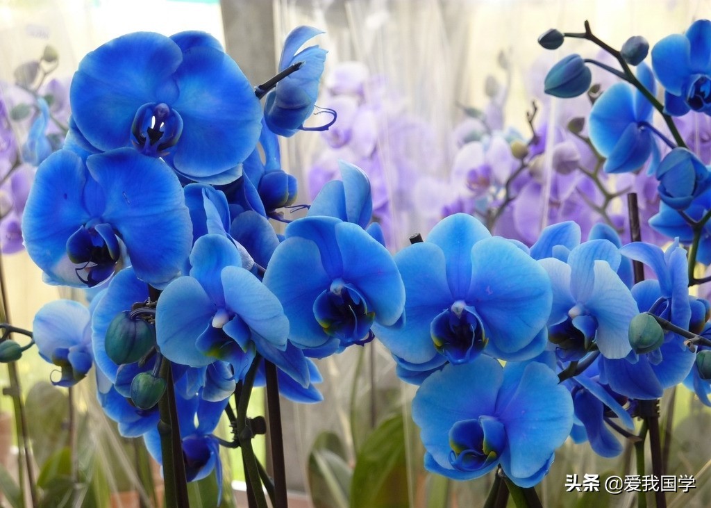 描写兰花的诗句古诗（赞美兰花的经典诗句）