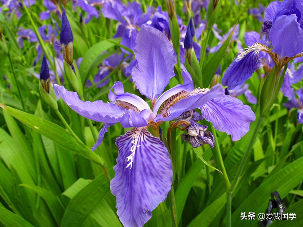 描写兰花的诗句古诗（赞美兰花的经典诗句）