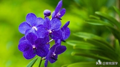 描写兰花的诗句古诗（赞美兰花的经典诗句）