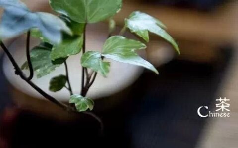 咏茶最好的诗句（十六首最出名的茶诗）