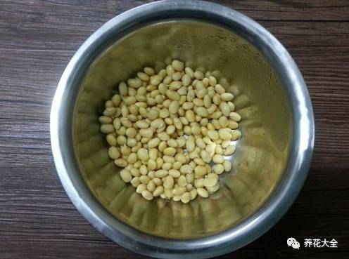 泡豆芽怎么泡的（教你自家泡发豆芽）