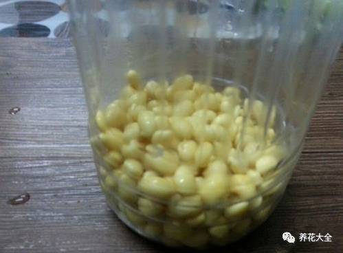 泡豆芽怎么泡的（教你自家泡发豆芽）
